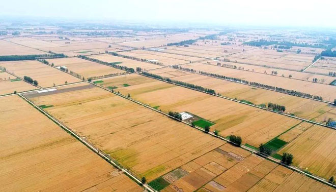 小麦丰收在望.jpg