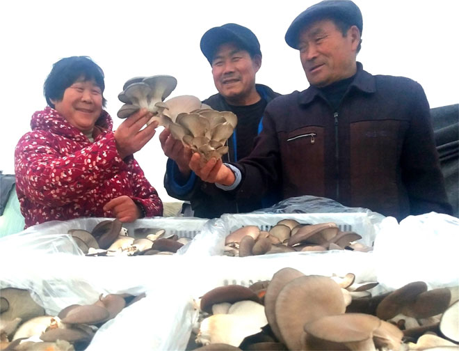 蘑菇.jpg