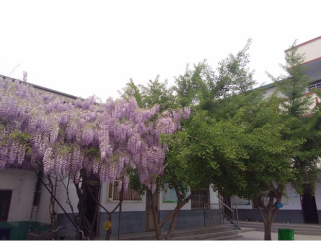 【船流小学】乡野学校-紫藤萝瀑布的惊艳42.jpg