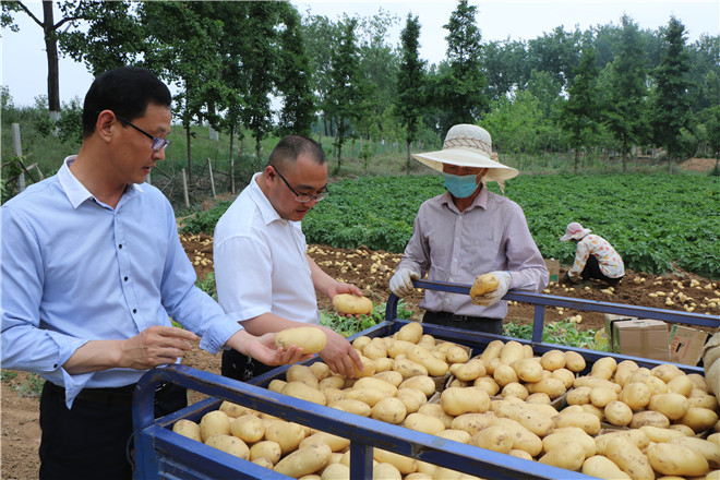 徐七顺（左一）在田间查看土豆收获情况。.jpg